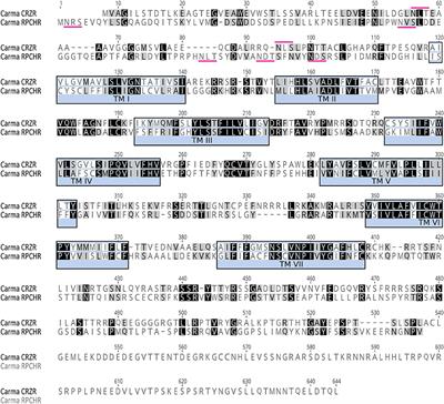 Functional Characterization and Signaling Systems of Corazonin and Red Pigment Concentrating Hormone in the Green Shore Crab, Carcinus maenas